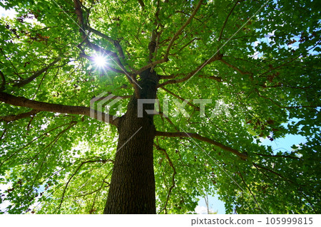 巨木林的清涼，台灣Huu 105999815