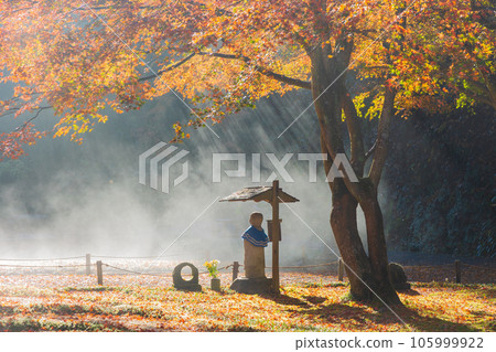 Kamakura, the ancient capital of late autumn Meigetsu-in Temple in autumn leaves The garden behind the main hall where steam is boiling 105999922