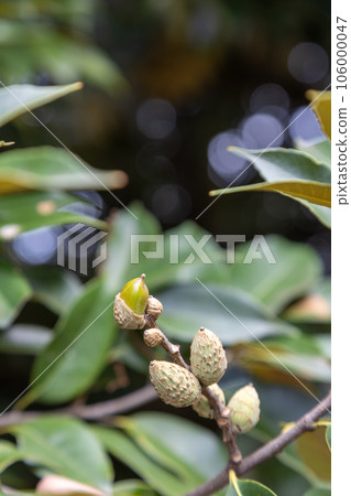 Sadajii的果實 Sadajii的果實 106000047