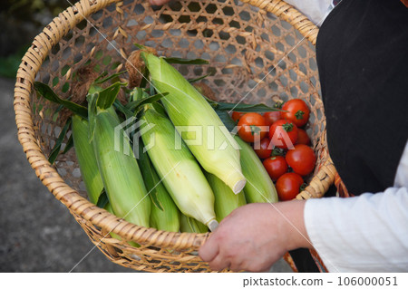 收穫玉米和櫻桃番茄的婦女 106000051