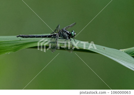 Ogumasanae, a species endemic to Japan Dragonfly family ♂ Ogumasanae, a species endemic to Japan Dragonfly family ♂ 106000063
