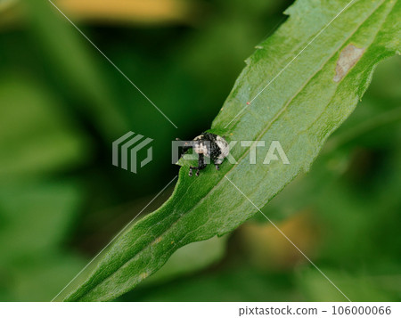 白色和黑色熊貓圖案象鼻蟲 白尾中國象鼻蟲 106000066