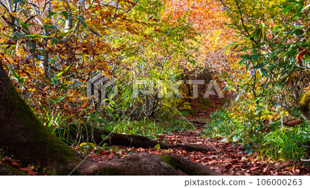 Autumn Nekomagatake/Oguninuma trekking (Happodai starting point to summit of Mt. Nekomagatake) Autumn Nekomagatake/Oguninuma trekking (Happodai starting point to summit of Mt. Nekomagatake) 106000263