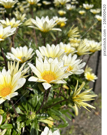 沐浴在陽光下的多年生雜色菊 沐浴在陽光下的多年生雜色菊 106000420