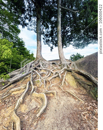 交織樹根 交織樹根 106000422