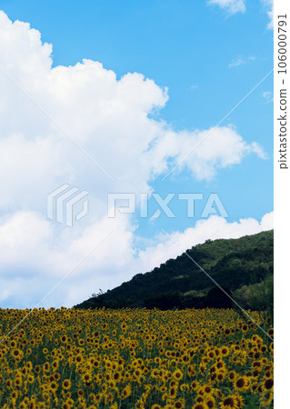 夏天藍天和一個向日葵領域 夏天藍天和一個向日葵領域 106000791