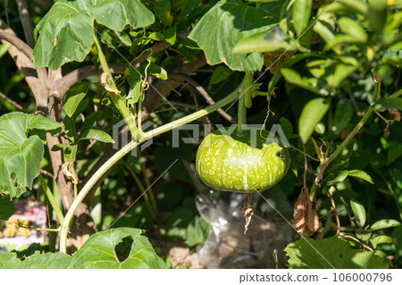 A lone pumpkin entwined on a mandarin orange tree A lone pumpkin entwined on a mandarin orange tree 106000796