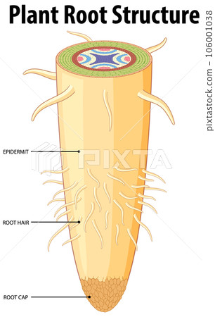 Isolated Root of Plant and Its Structure-插圖素材 [106001038] - PIXTA圖庫
