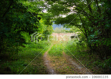 Dirt road carving through a forest, natural environment Dirt road carving through a forest, natural environment 106001135