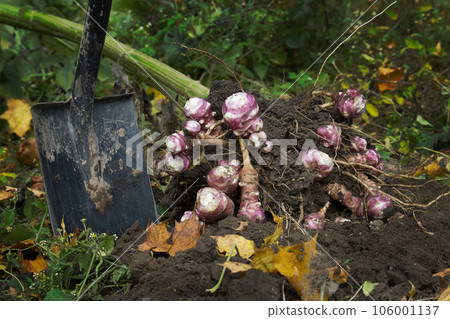 Newly dug or harvested Jerusalem artichoke in farm field Newly dug or harvested Jerusalem artichoke in farm field 106001137