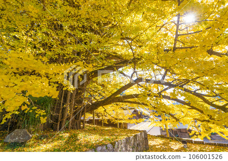 Great ginkgo tree at Shimojo (Oguni Town, Kumamoto Prefecture) Great ginkgo tree at Shimojo (Oguni Town, Kumamoto Prefecture) 106001526