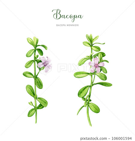 Bacopa plant watercolor illustration set. Hand drawn Bacopa monnieri adaptogenic medicinal herb. Brahmi herb ayurveda medicine element collection. isolated on white background Bacopa plant watercolor illustration set. Hand drawn Bacopa monnieri adaptogenic medicinal herb. Brahmi herb ayurveda medicine element collection. isolated on white background 106001594