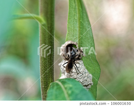 獵人蜜蜂為蛛形綱動物築巢 獵人蜜蜂為蛛形綱動物築巢 106001630
