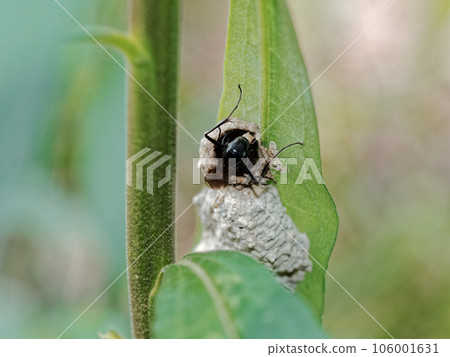 獵人蜜蜂為蛛形綱動物築巢 106001631