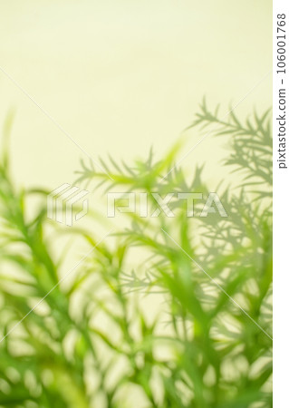 Plants, shadows and copy space Plants, shadows and copy space 106001768