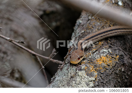 倒下的樹上的長蛇條紋蛇 106001805