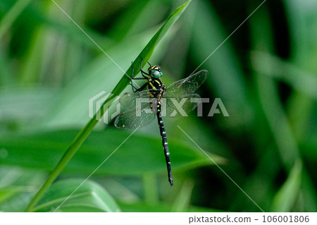 莎莎 yanma 棲息在樹葉上 106001806