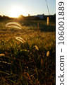 金色草原上的逗貓器（狐尾草） 106001889
