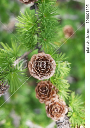 一個小松果變成一棵松樹 106001895