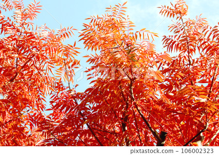 Hazenoki and the blue sky 106002323