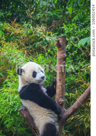大熊貓（中國 - 成都大學學校育種研究基地） 106002454