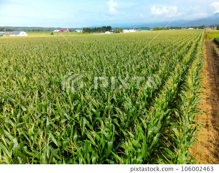 Shoot the scenery of a dent corn field in Imakane-cho, Hokkaido in midsummer Shoot the scenery of a dent corn field in Imakane-cho, Hokkaido in midsummer 106002463