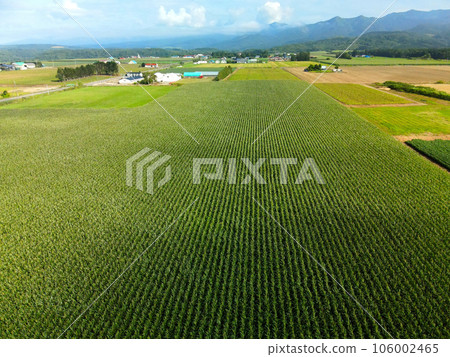 Shoot the scenery of a dent corn field in Imakane-cho, Hokkaido in midsummer Shoot the scenery of a dent corn field in Imakane-cho, Hokkaido in midsummer 106002465