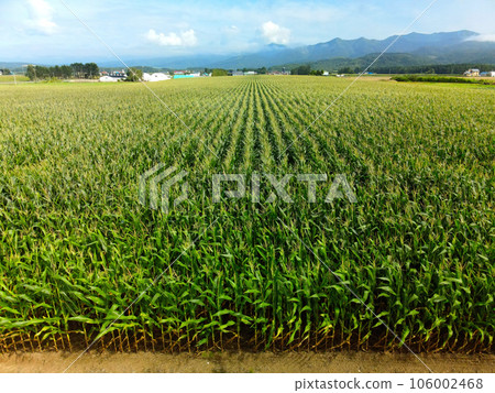 Shoot the scenery of a dent corn field in Imakane-cho, Hokkaido in midsummer Shoot the scenery of a dent corn field in Imakane-cho, Hokkaido in midsummer 106002468