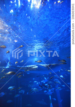 鯨鯊在水族館裡游泳 106003041