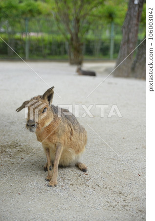 瑪拉依偎在沙灘上 瑪拉依偎在沙灘上 106003042