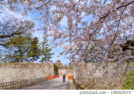 福島縣會津若松市春天會津若松城的護城河和廊橋,櫻花盛開,俯瞰城堡塔樓 福島縣會津若松市春天會津若松城的護城河和廊橋,櫻花盛開,俯瞰城堡塔樓 106003070