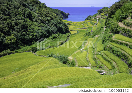 The beautiful Hamanoura terraced rice fields that are about to be harvested (Genkai Town, Saga Prefecture) 106003122