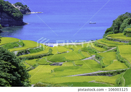 The beautiful Hamanoura terraced rice fields that are about to be harvested (Genkai Town, Saga Prefecture) The beautiful Hamanoura terraced rice fields that are about to be harvested (Genkai Town, Saga Prefecture) 106003125