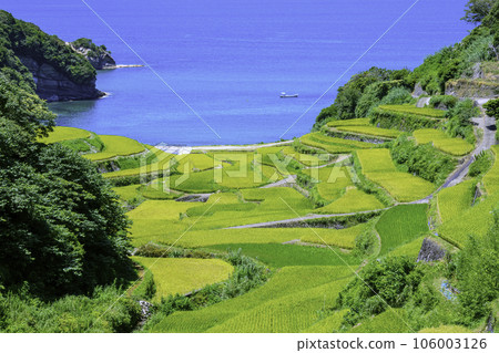 The beautiful Hamanoura terraced rice fields that are about to be harvested (Genkai Town, Saga Prefecture) The beautiful Hamanoura terraced rice fields that are about to be harvested (Genkai Town, Saga Prefecture) 106003126