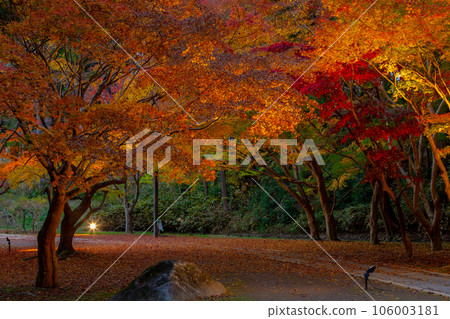 水戶偕樂園燈飾紅葉溪谷 水戶偕樂園燈飾紅葉溪谷 106003181