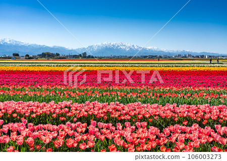入禪花道2023 富山縣入禪町北阿爾卑斯的鬱金香花田和殘雪 106003273