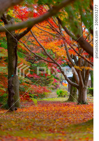 Mito Kairakuen Momijidani Mito Kairakuen Momijidani 106003277