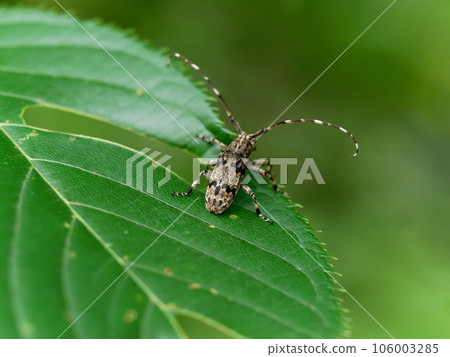 長角甲蟲 長角甲蟲 長角甲蟲 長角甲蟲 106003285