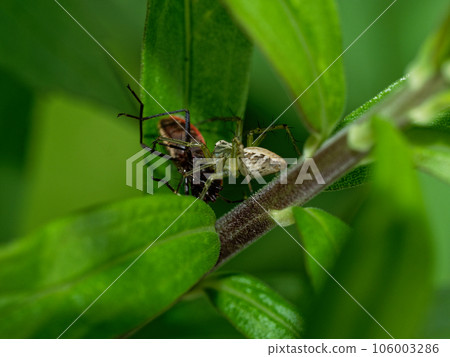 Lynx spider hunting Lynx spider hunting 106003286