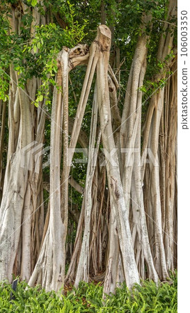 Beautiful Banyan tree in botanical garden 106003350