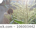 Back view of a woman taking a picture Back view of a woman taking a picture 106003442