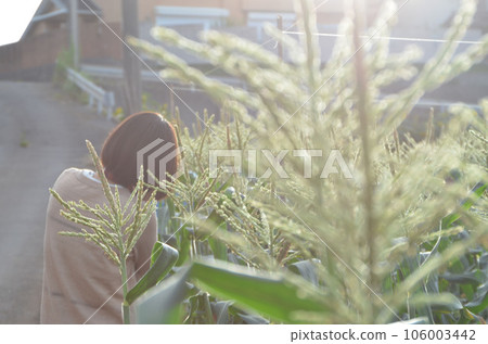 Back view of a woman taking a picture Back view of a woman taking a picture 106003442