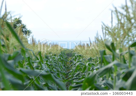 The sea facing the field The sea facing the field 106003443