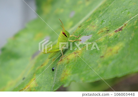 Grasshopper larva ② from the side 106003448
