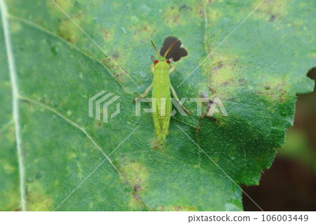 Grasshopper larva ② From above Grasshopper larva ② From above 106003449