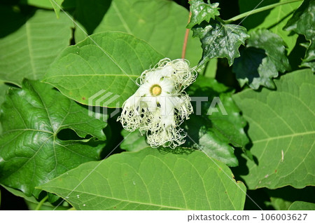 嬌嫩美麗的癒傷組織花 106003627