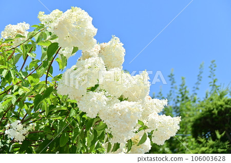 山茱萸的白色花朵在藍天中閃閃發光 106003628