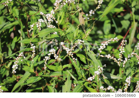 白花sakuratade花 白花sakuratade花 106003660