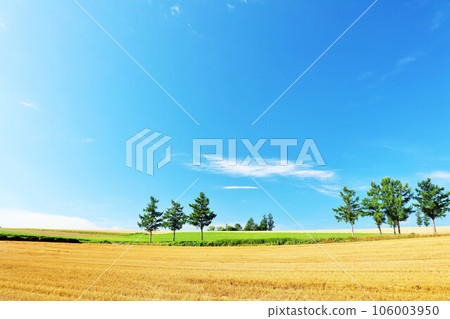 Hokkaido Summer blue sky and Biei scenery (Mild Seven Hills) 106003950