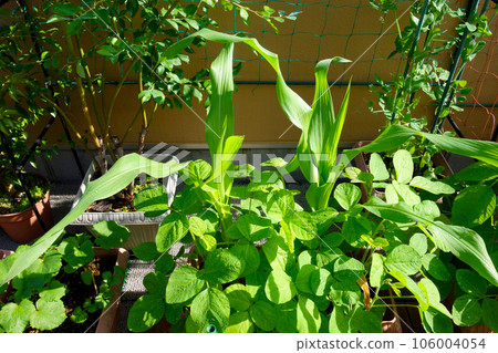 在花盆中種植玉米和毛豆的伴生植物 106004054